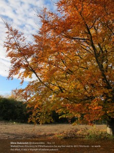 Autumn