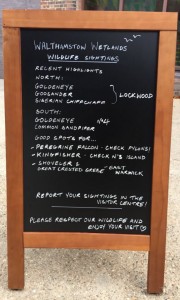 Bird board