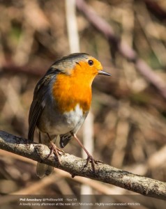 robin